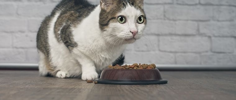 sevrage du chaton